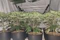&pound;40,000 of cannabis plants uncovered in Bessbrook
