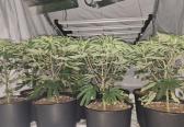 &pound;40,000 of cannabis plants uncovered in Bessbrook