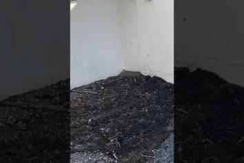 Rat sighting recorded at Warrenpoint Baths 