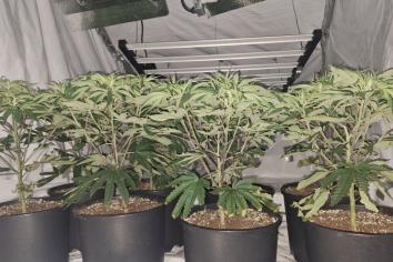 &pound;40,000 of cannabis plants uncovered in Bessbrook