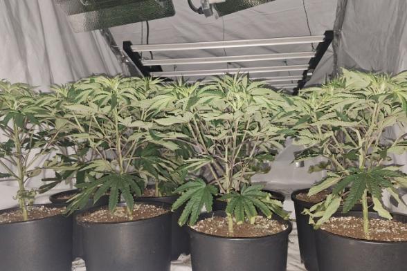 &pound;40,000 of cannabis plants uncovered in Bessbrook