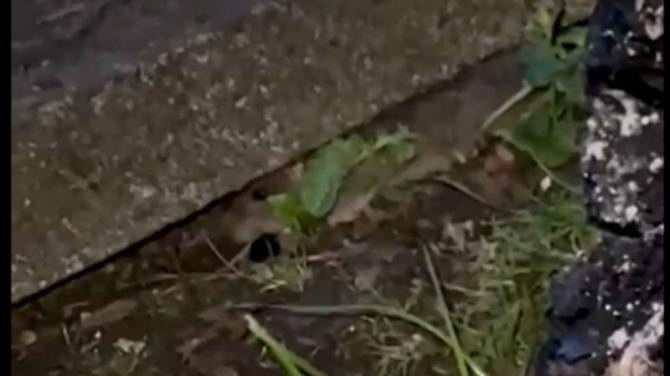 Rat terror within Warrenpoint Housing Terrace