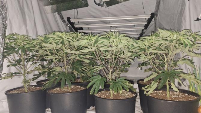 &pound;40,000 of cannabis plants uncovered in Bessbrook